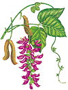 mucuna